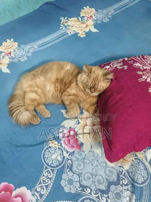 6-12 Months Male Purebred Persian Cat