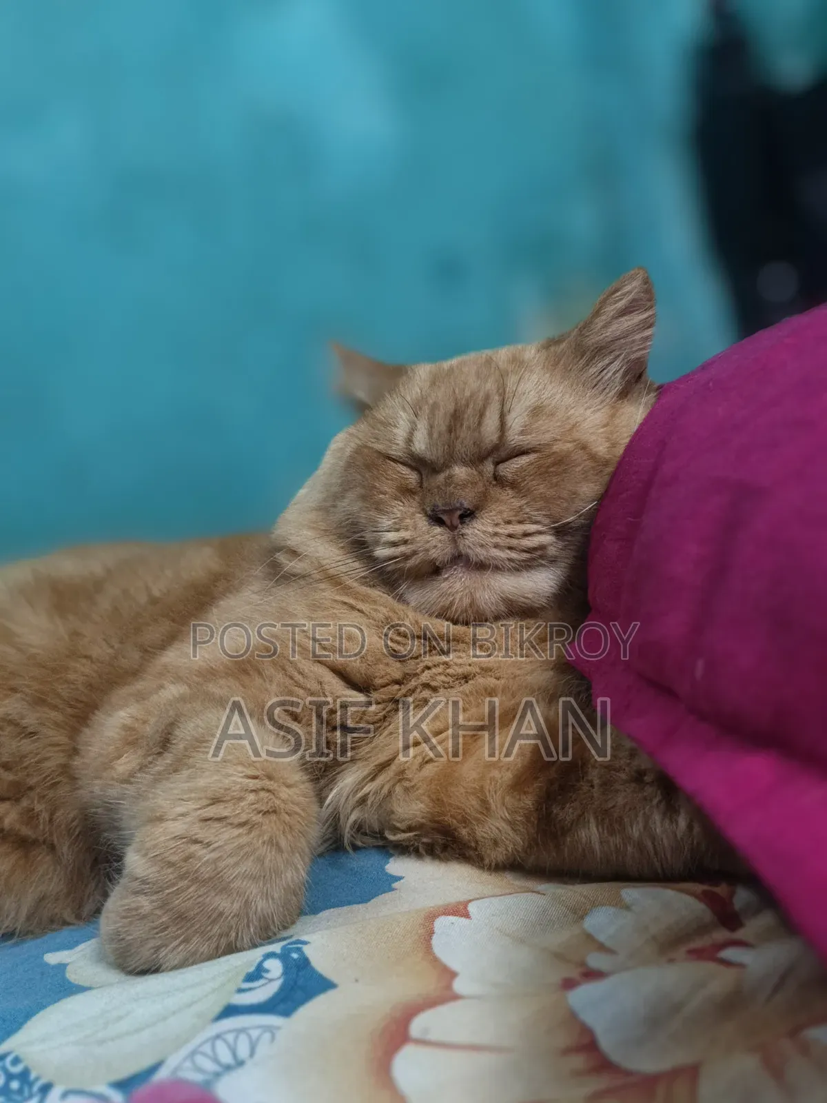 6-12 Months Male Purebred Persian Cat