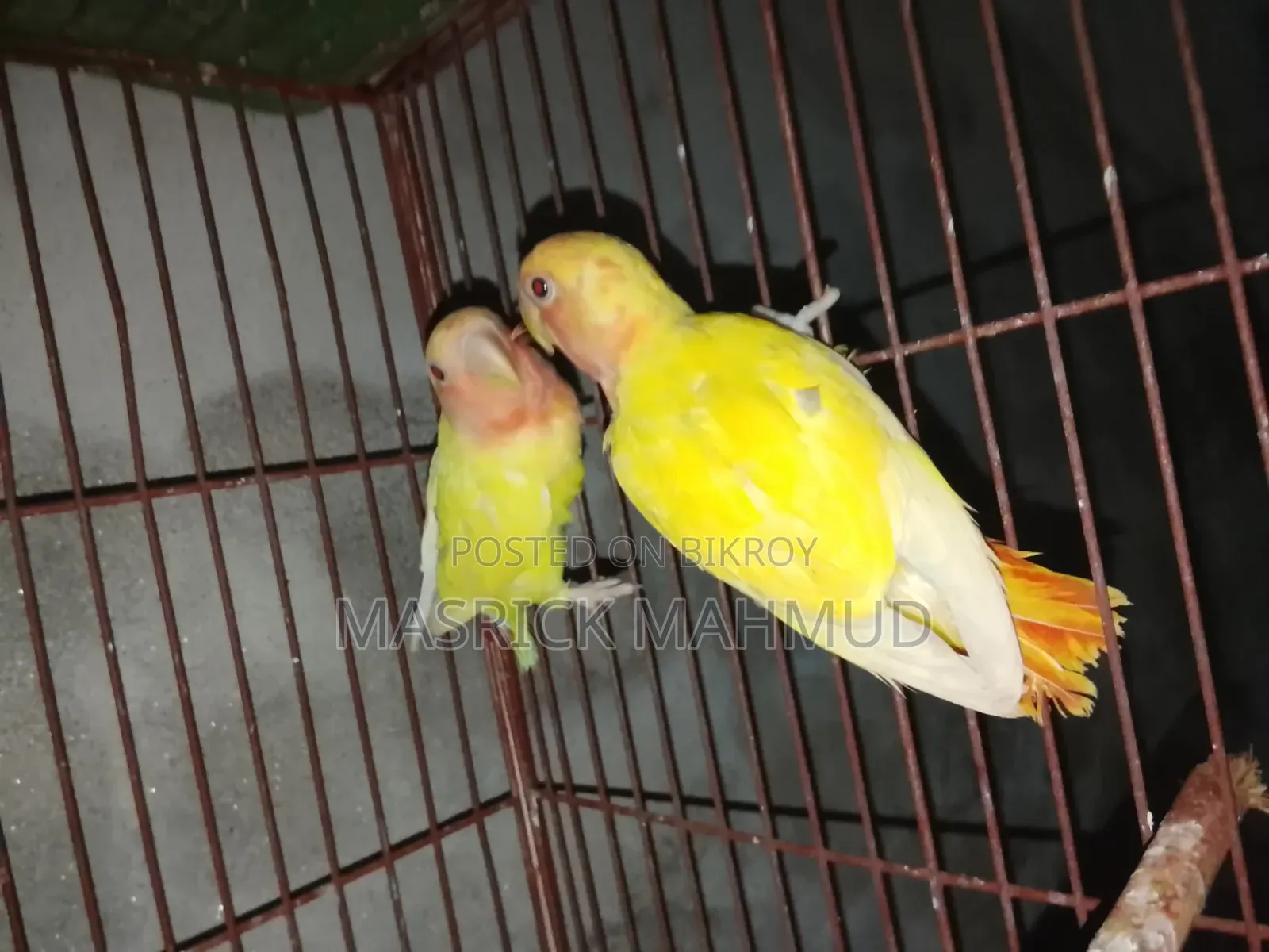Love Birds