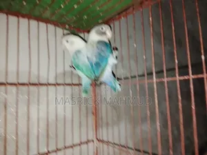 Love Birds