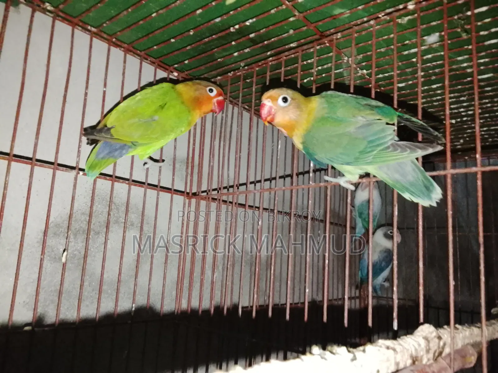 Love Birds