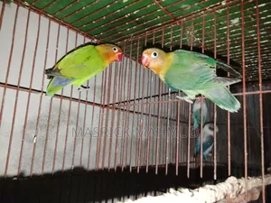 Love Birds