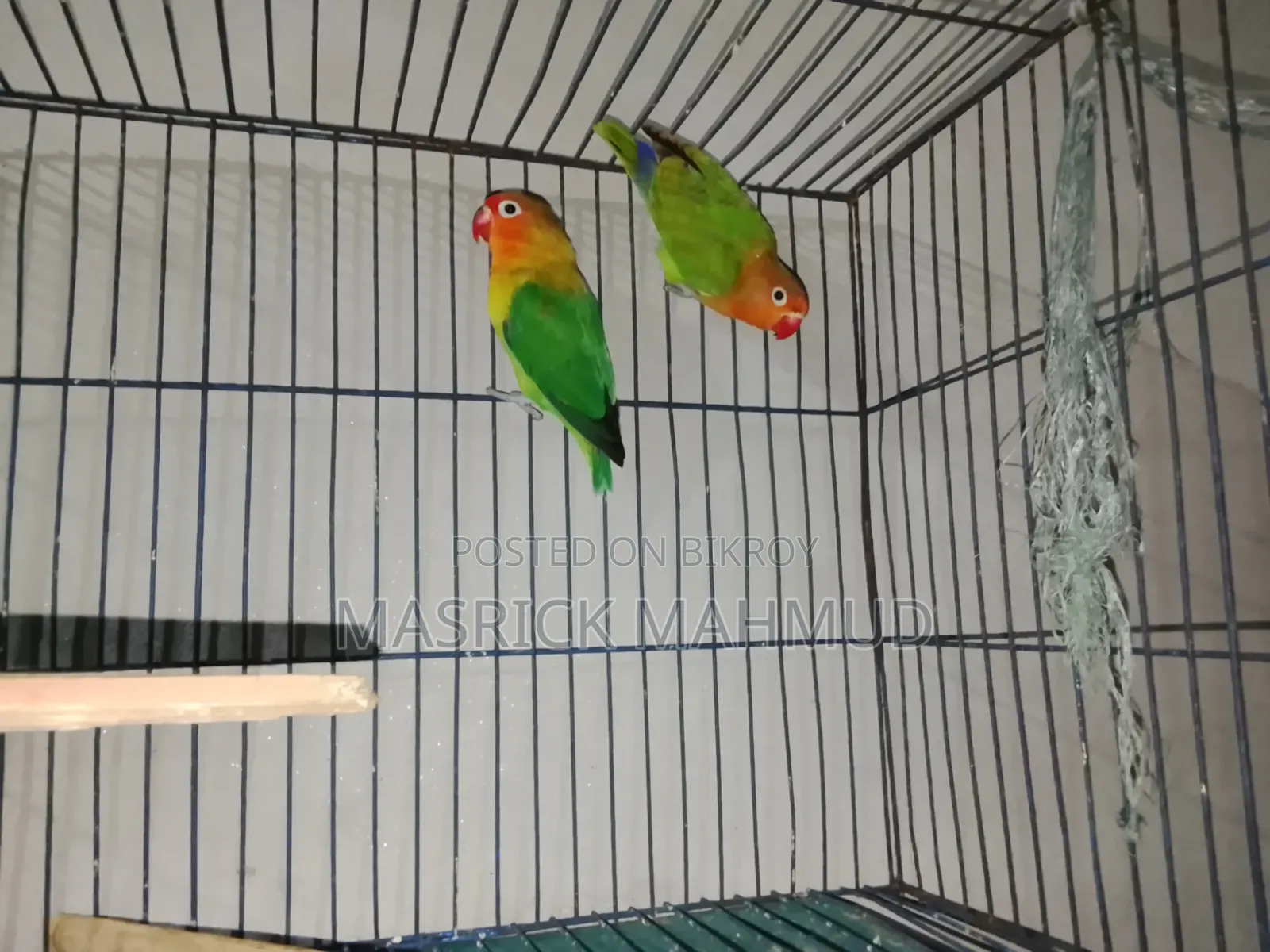 Love Birds