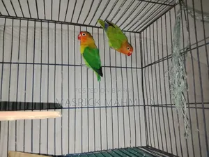 Love Birds