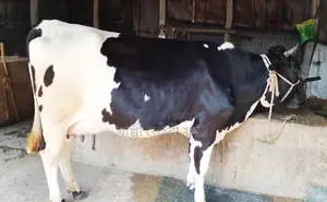 ১২৩৩নং ভালো জাতের গাভী গরু কিনুন নিঃসন্ধেহে ।