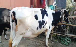 ১২৩৪নং গাভী বিক্রয় হবে দুধের গ্যারান্টি আছে ।