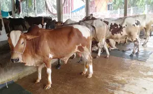 6 Young Bulls for Sale. (1235)