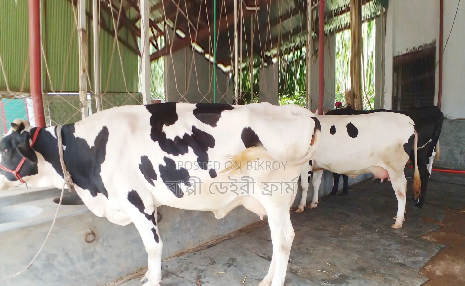 ১২৩৬ বাছাইকৃত ৩টি গাভী গরু বিক্রি ।