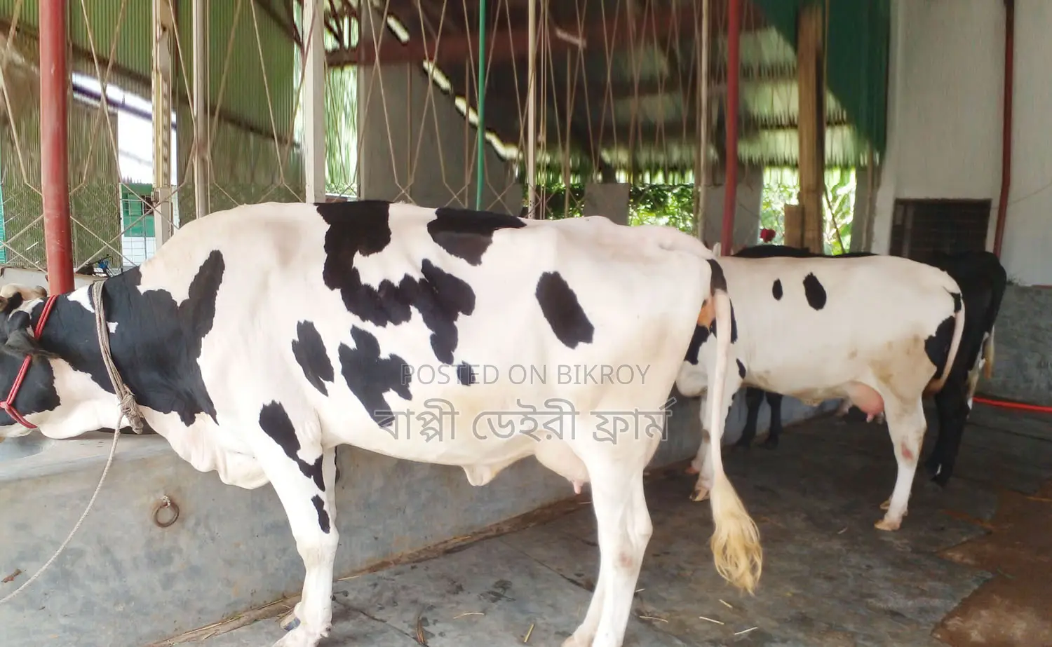 ১২৩৬ বাছাইকৃত ৩টি গাভী গরু বিক্রি ।