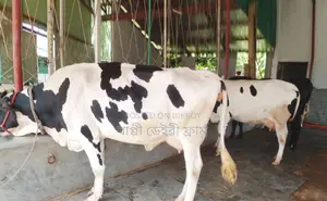 ১২৩৬ বাছাইকৃত ৩টি গাভী গরু বিক্রি ।
