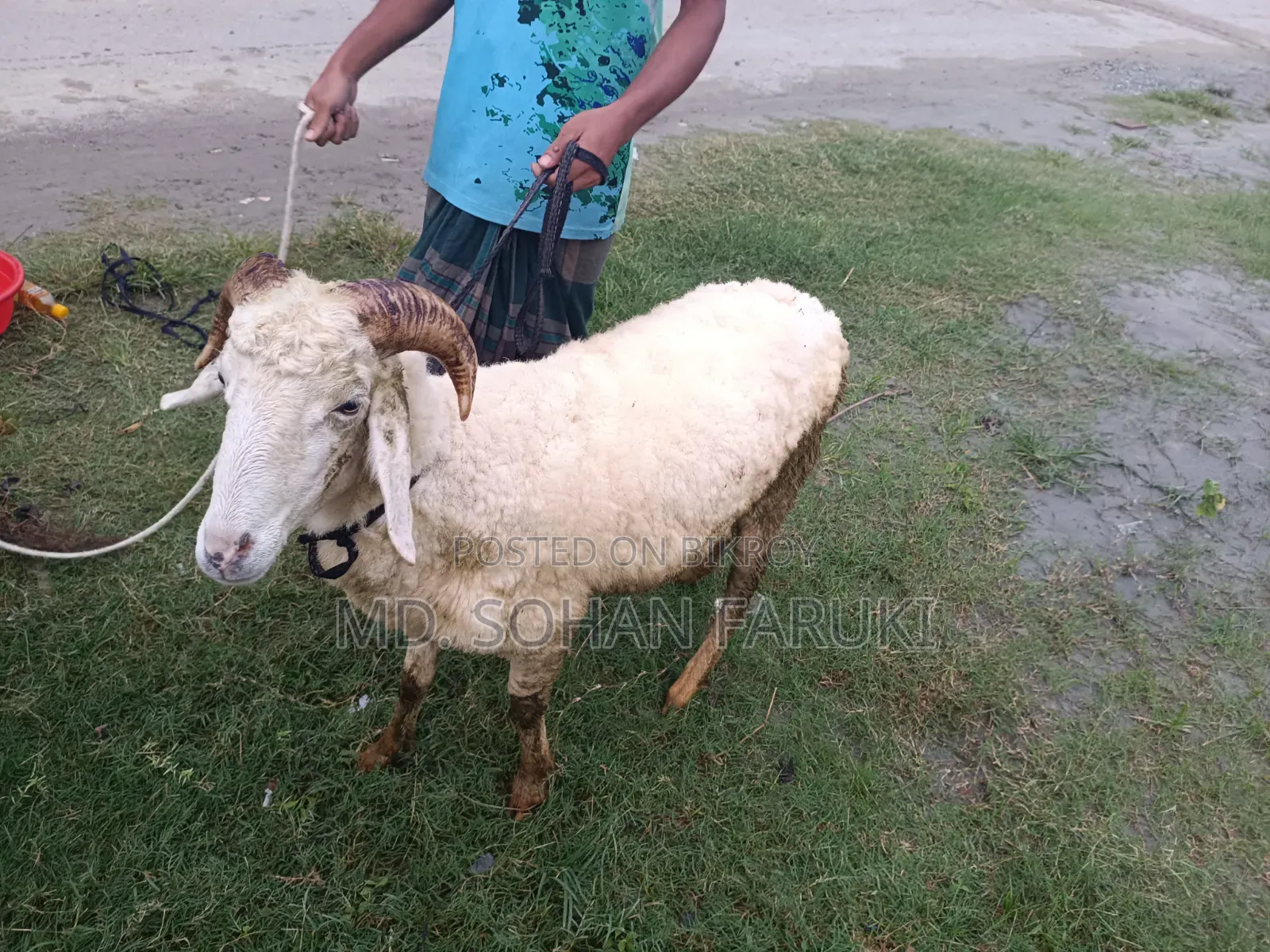 কুরবানী অথবা শখের বসে পালার জন্য গাড়ল নিতে পারেন