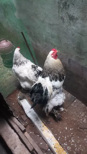 একজোড়া রানিং ডিমপাড়া ব্রাহামা মেল-ফিমেল বিক্রি করা হবে।