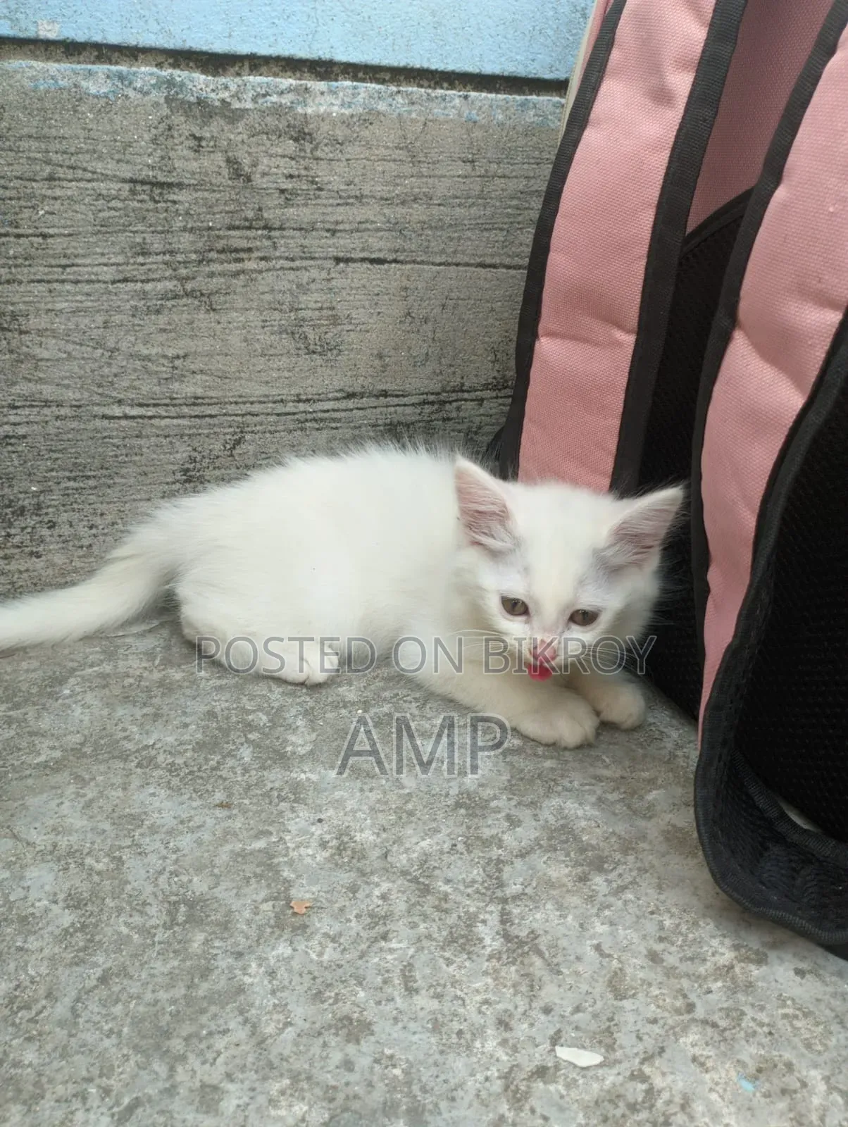 1-3 Months Female Purebred Persian