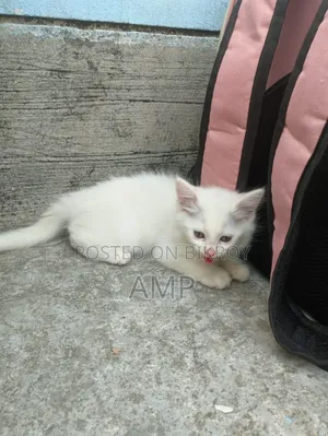 1-3 Months Female Purebred Persian