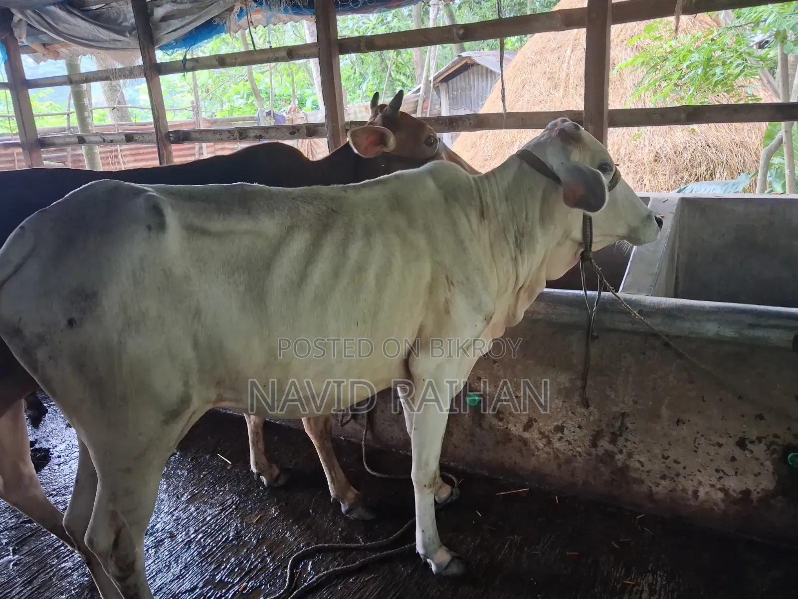 কুরবানির গরু