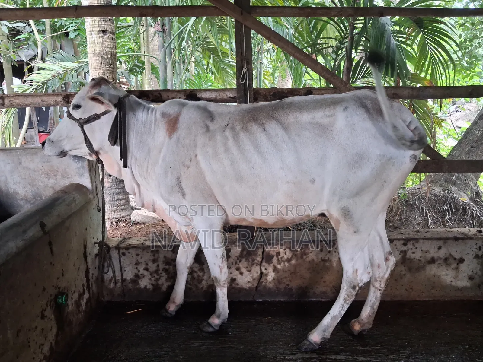 কুরবানির গরু