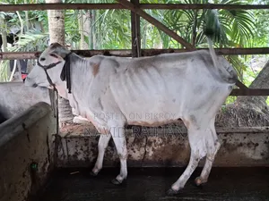 কুরবানির গরু