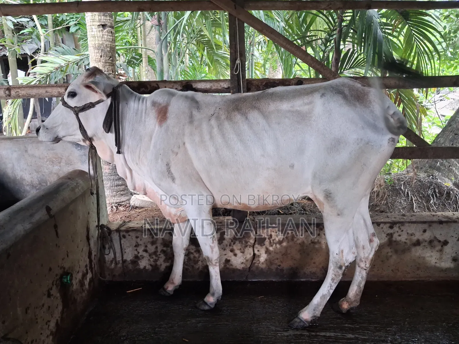 কুরবানির গরু