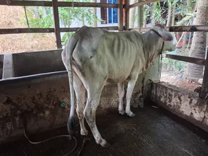 কুরবানির গরু