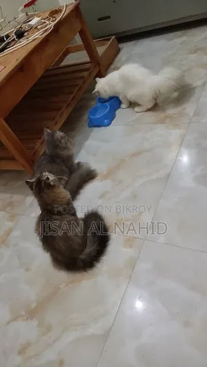 1-3 Months Female Purebred Persian