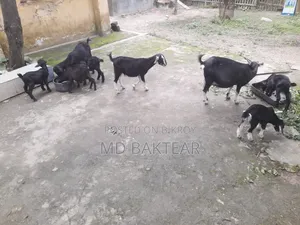 ছাগল বিক্রি করা হবে (৬টি বাচ্চা ও ২টি মা ছাগল)