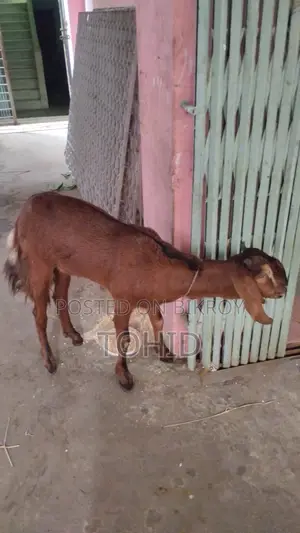 ছাগল বিক্রয় হবে