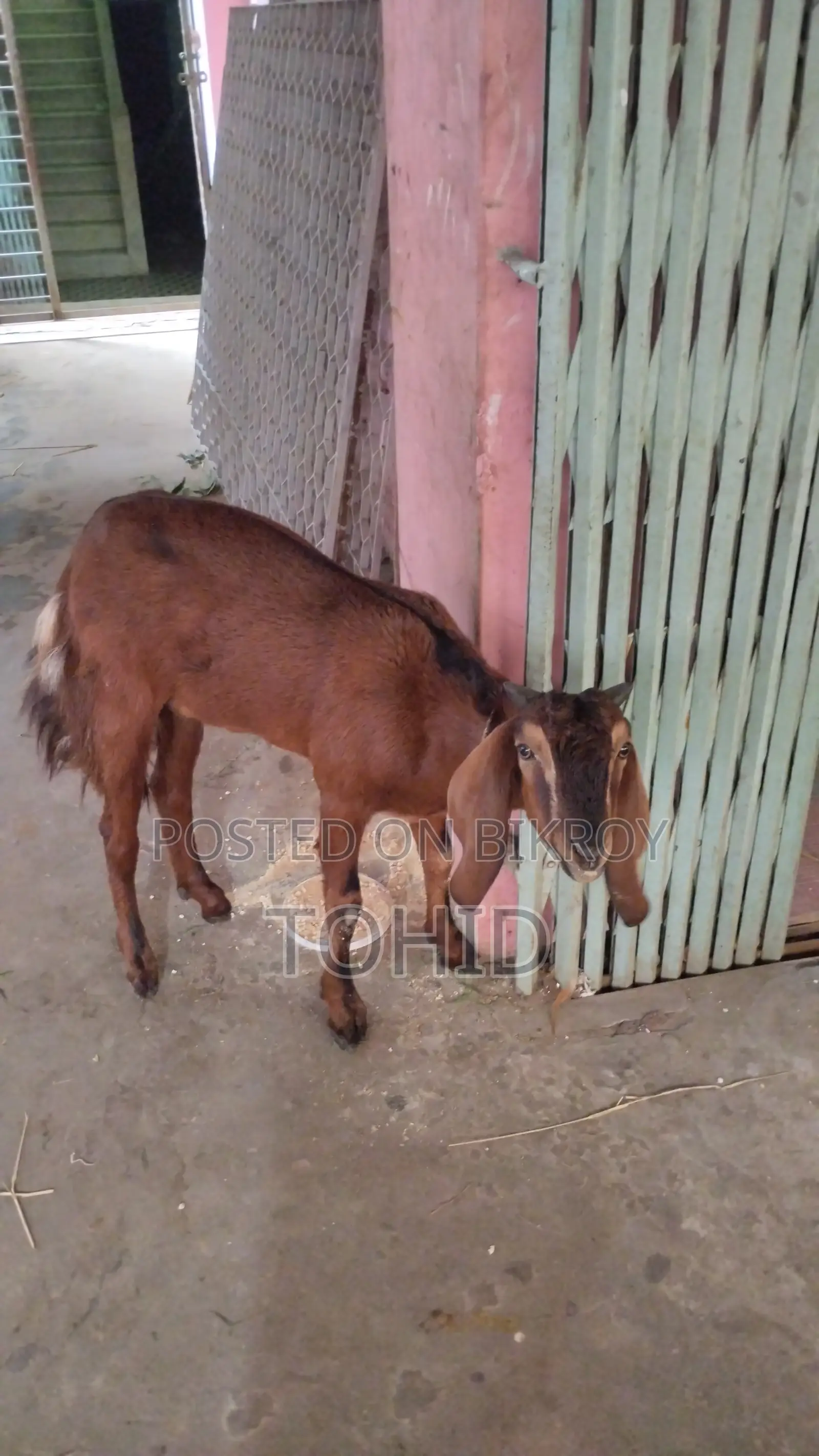 ছাগল বিক্রয় হবে