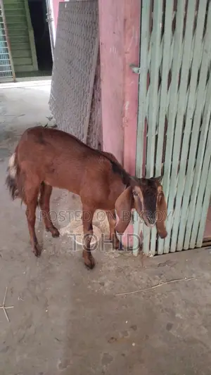 ছাগল বিক্রয় হবে