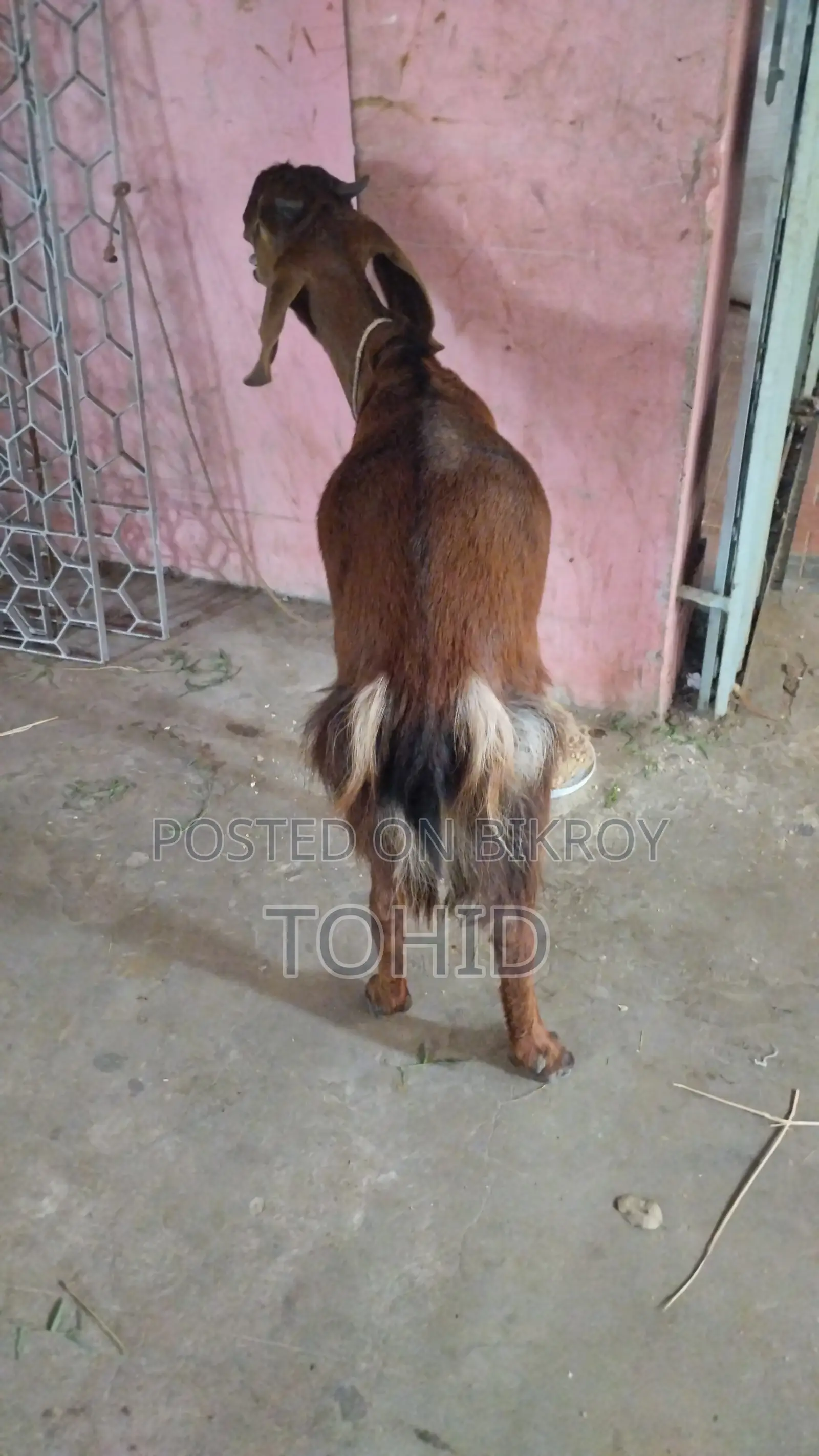 ছাগল বিক্রয় হবে