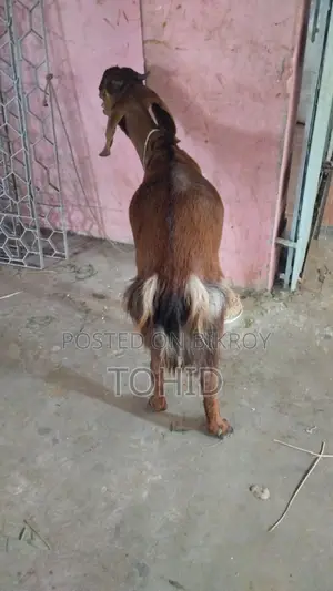 ছাগল বিক্রয় হবে