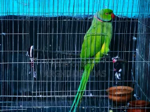 Indian Ringneck Parrot