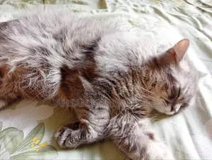 1+ Year Male Purebred Turkish Angora