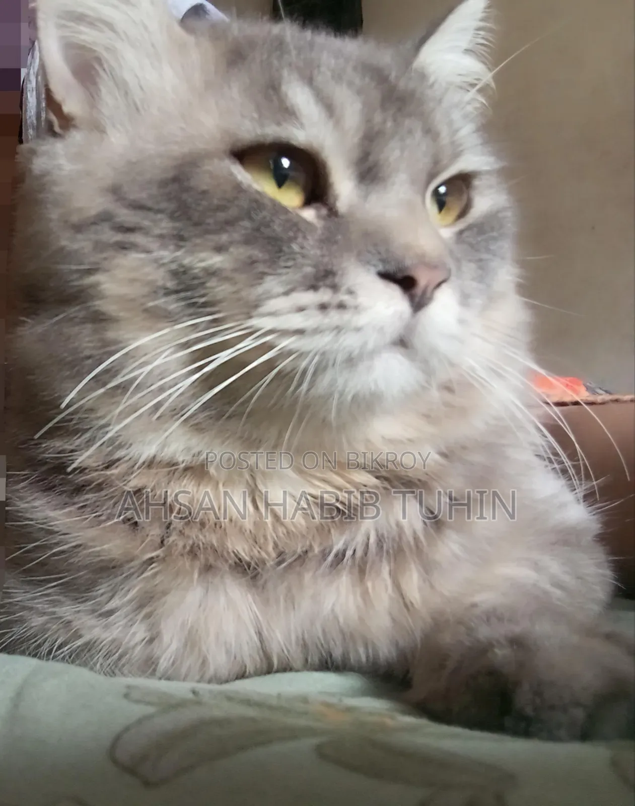 1+ Year Male Purebred Turkish Angora