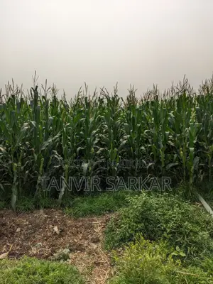15 Katha Agricultural Land, Nandanpur, Daudkandi