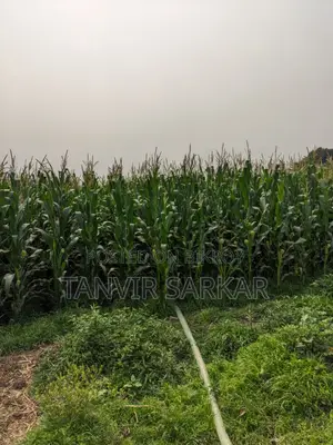 15 Katha Agricultural Land, Nandanpur, Daudkandi
