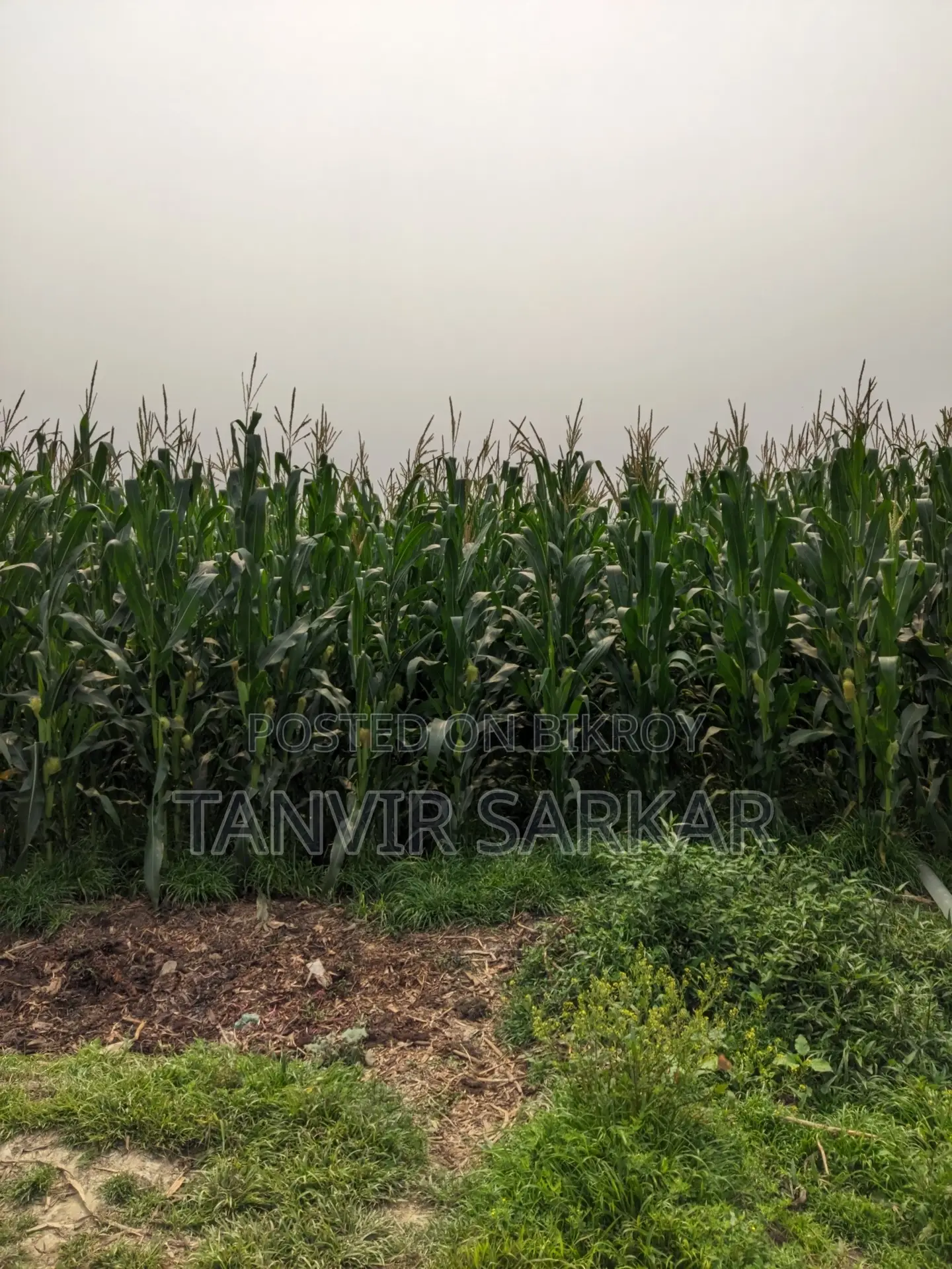 15 Katha Agricultural Land, Nandanpur, Daudkandi