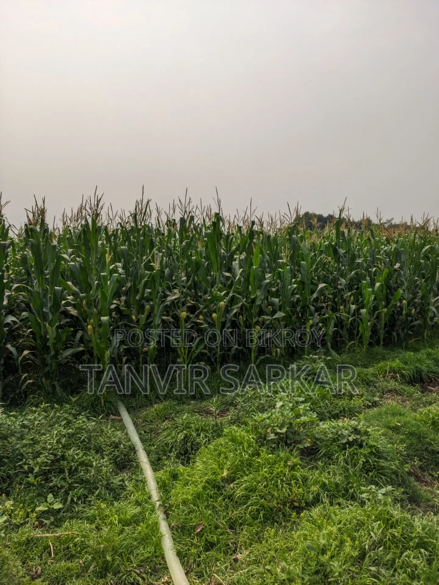 15 Katha Agricultural Land, Nandanpur, Daudkandi
