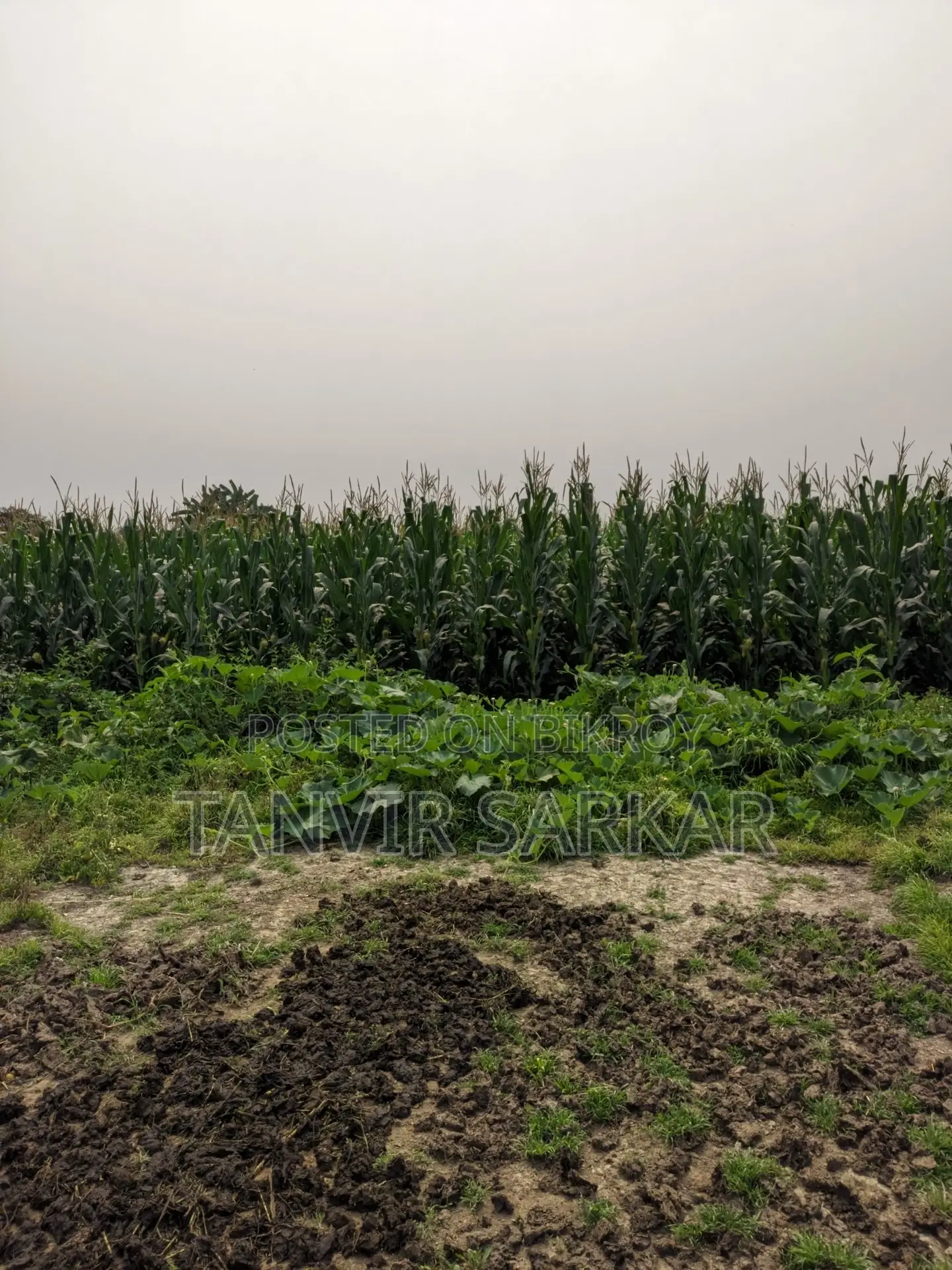 15 Katha Agricultural Land, Nandanpur, Daudkandi