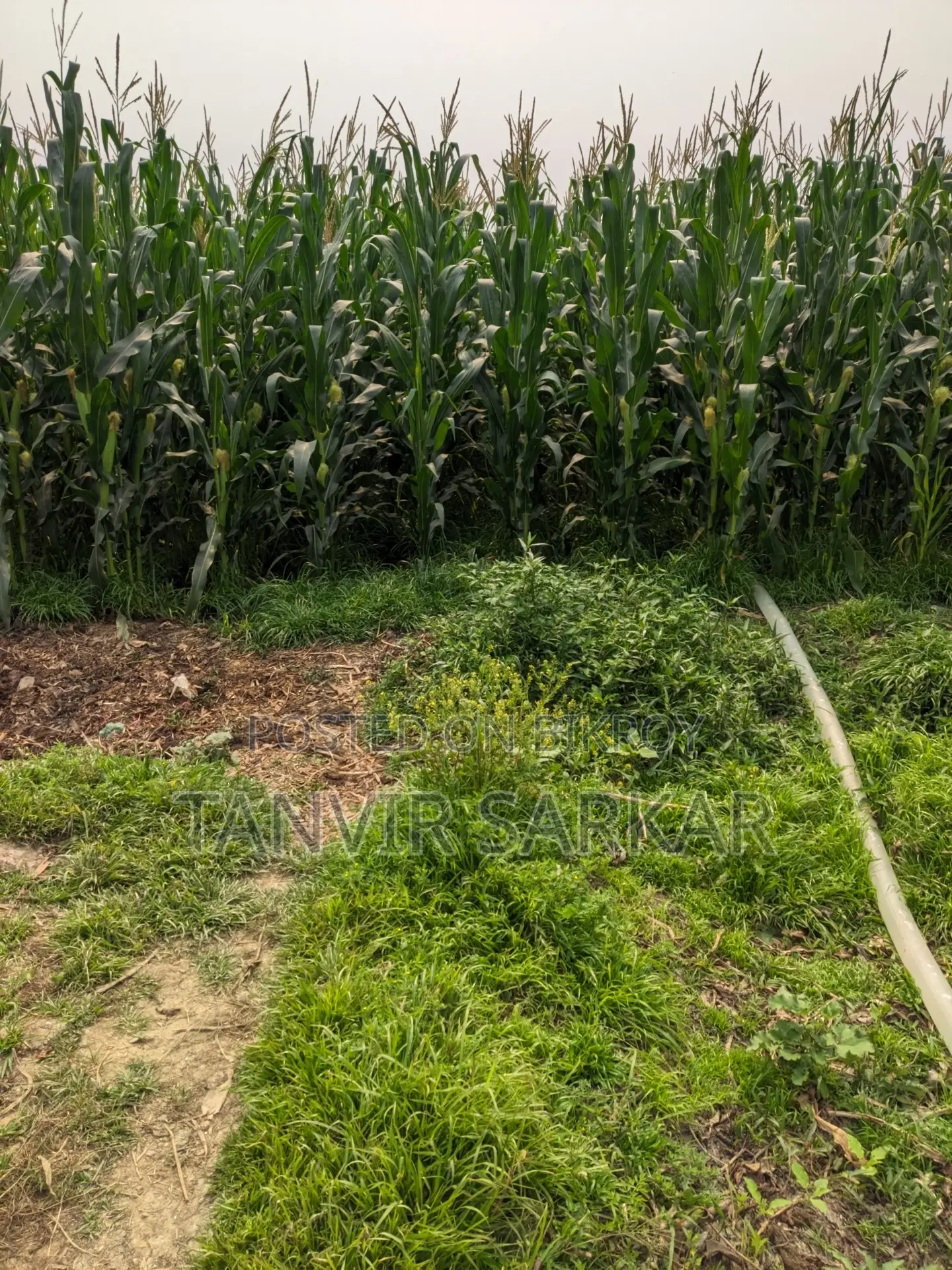 15 Katha Agricultural Land, Nandanpur, Daudkandi