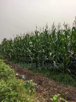 15 Katha Agricultural Land, Nandanpur, Daudkandi