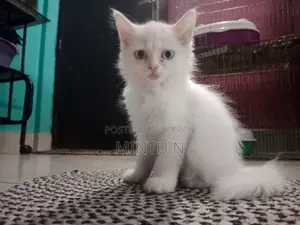 3-6 Months Male Purebred Persian