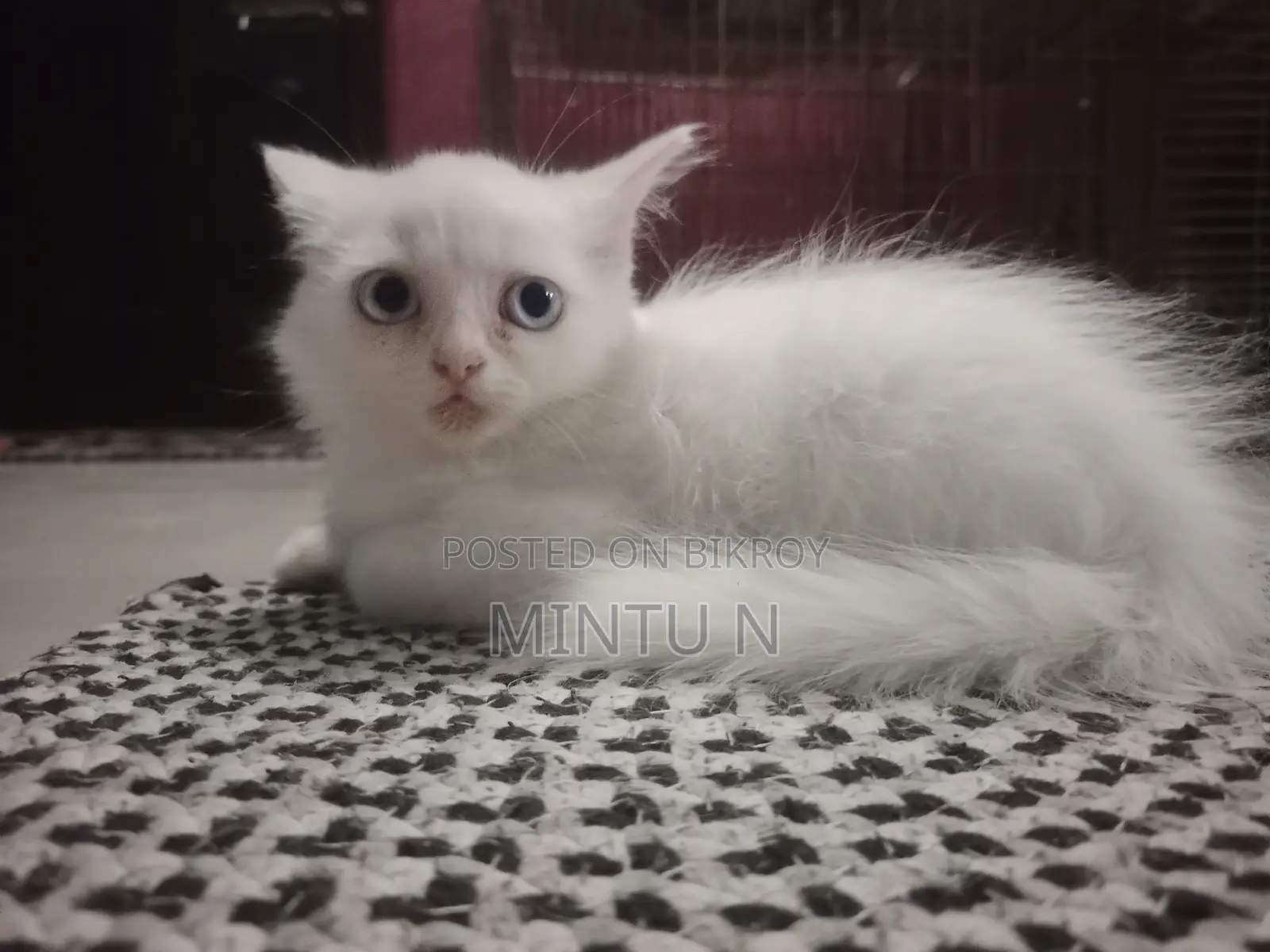 3-6 Months Male Purebred Persian