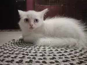 3-6 Months Male Purebred Persian