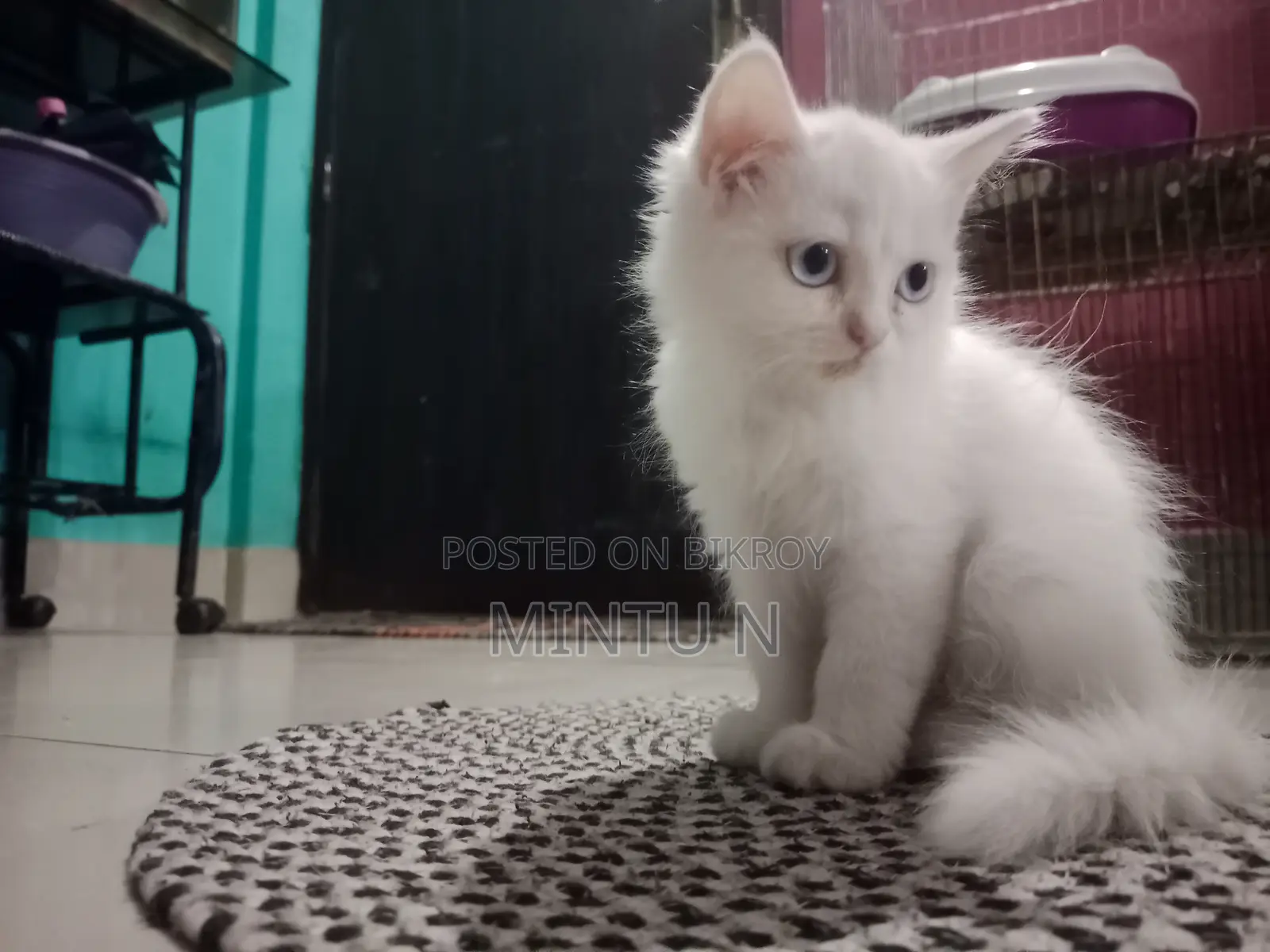 3-6 Months Male Purebred Persian