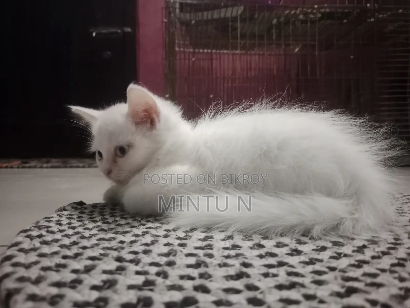 3-6 Months Male Purebred Persian