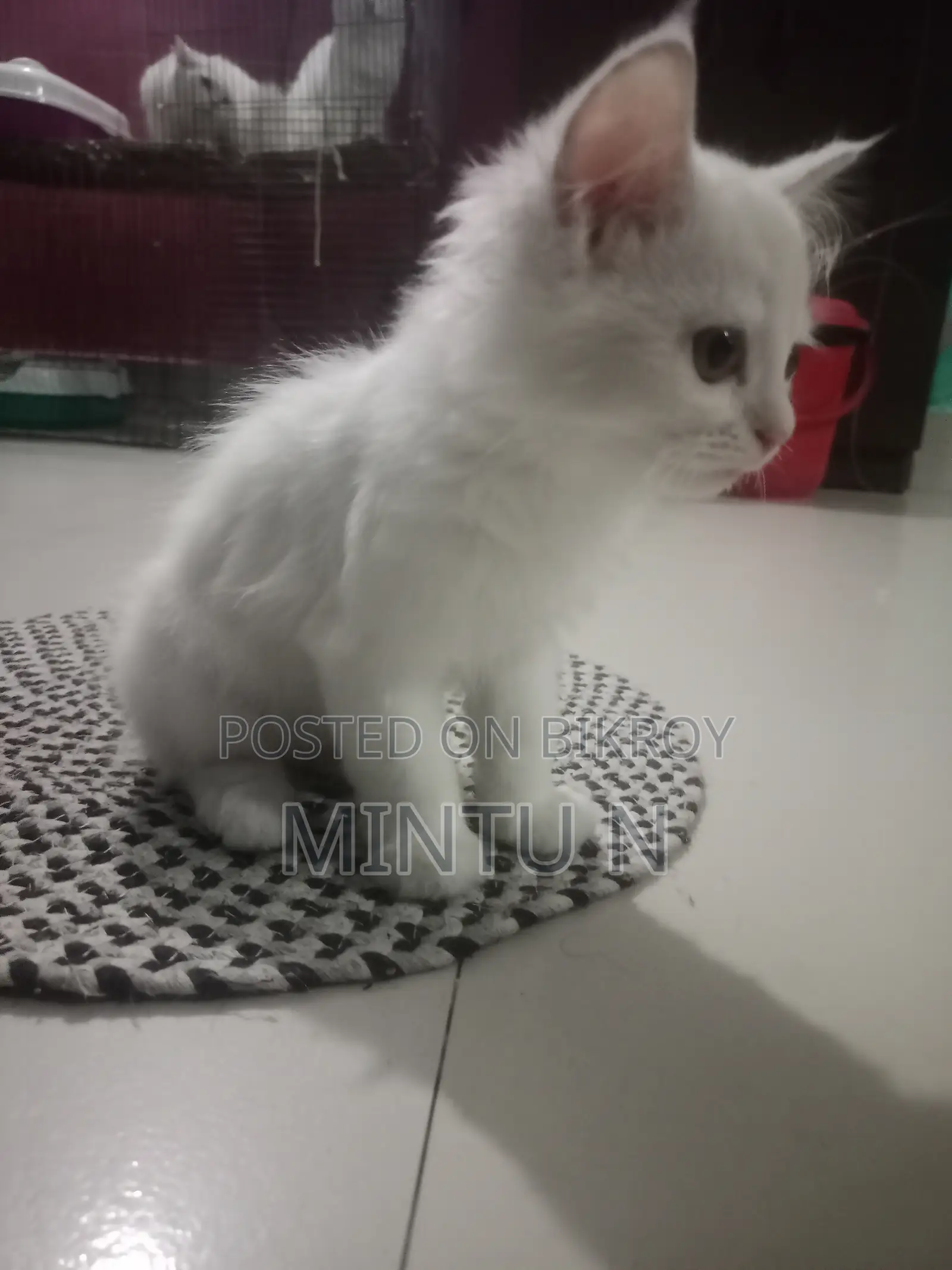 3-6 Months Female Purebred Persian
