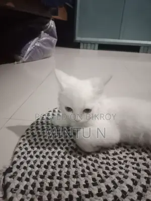3-6 Months Female Purebred Persian