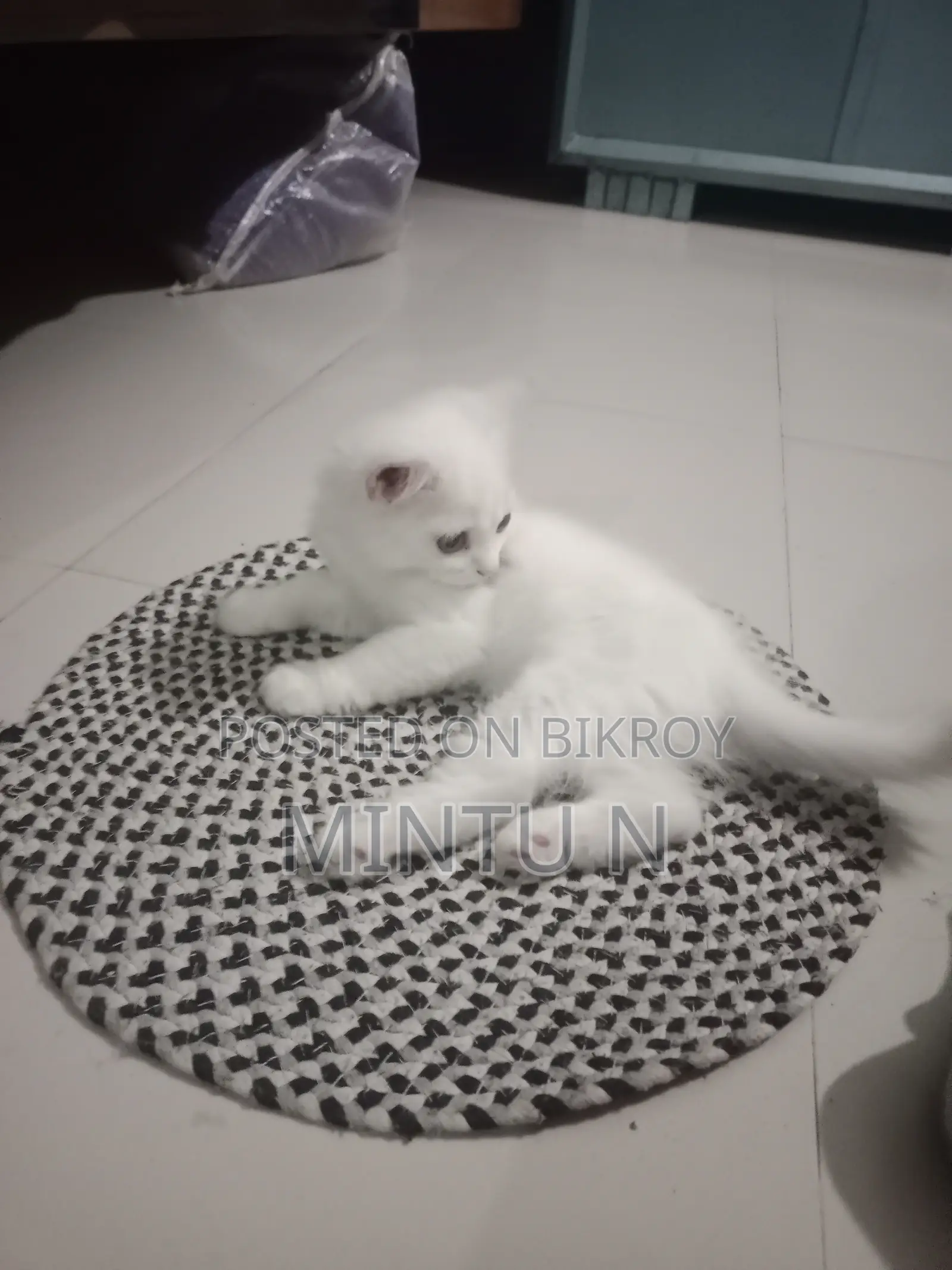 3-6 Months Female Purebred Persian