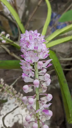 ফক্সটেইল অর্কিড (১টি গাছ)