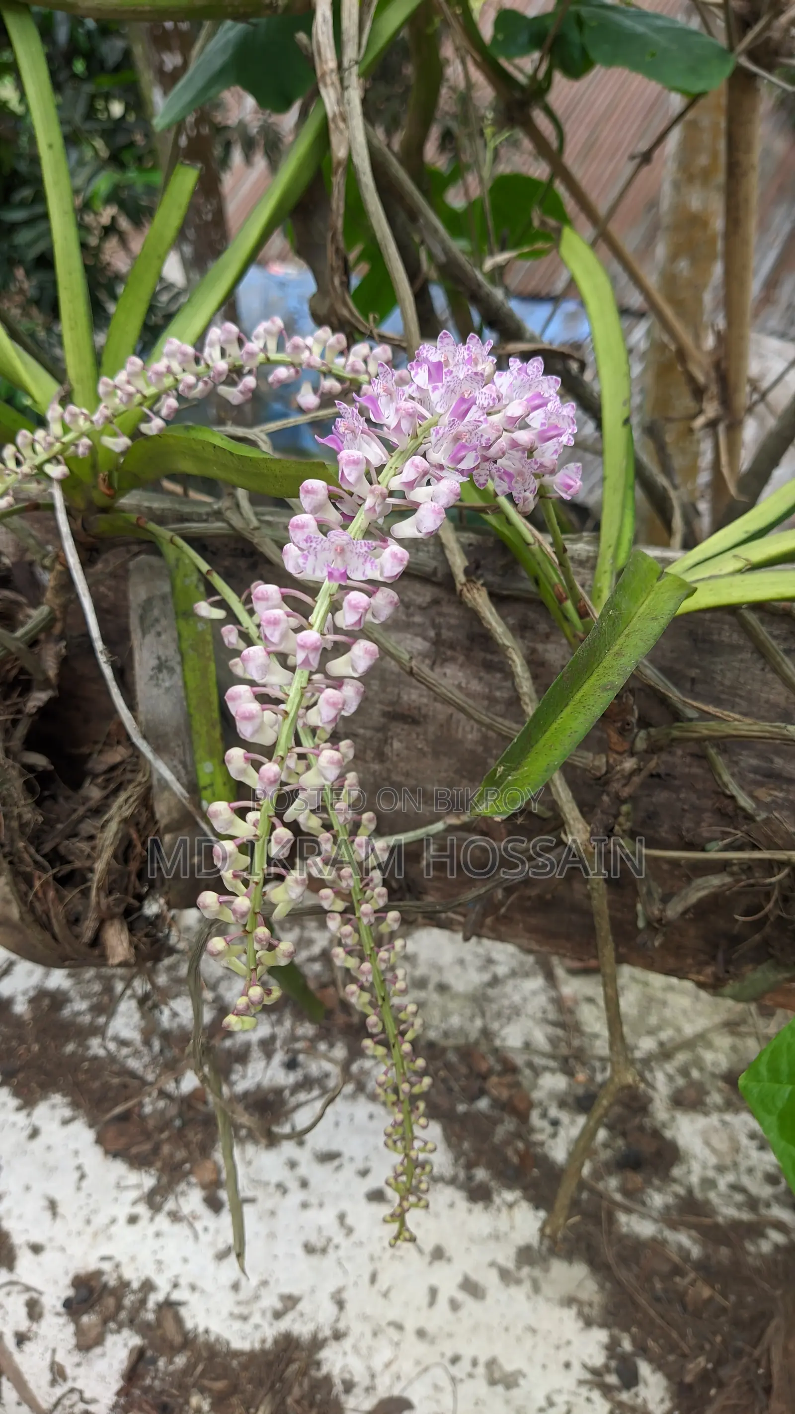 ফক্সটেইল অর্কিড (১টি গাছ)